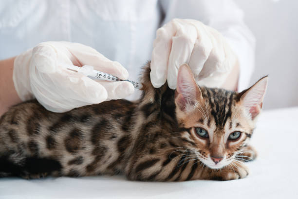 Pet Vaccinations