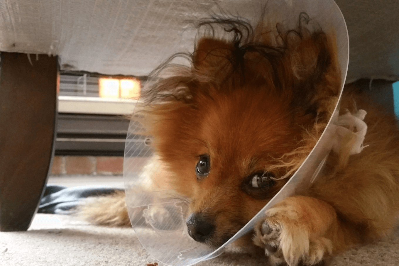 dog in cone<br />
