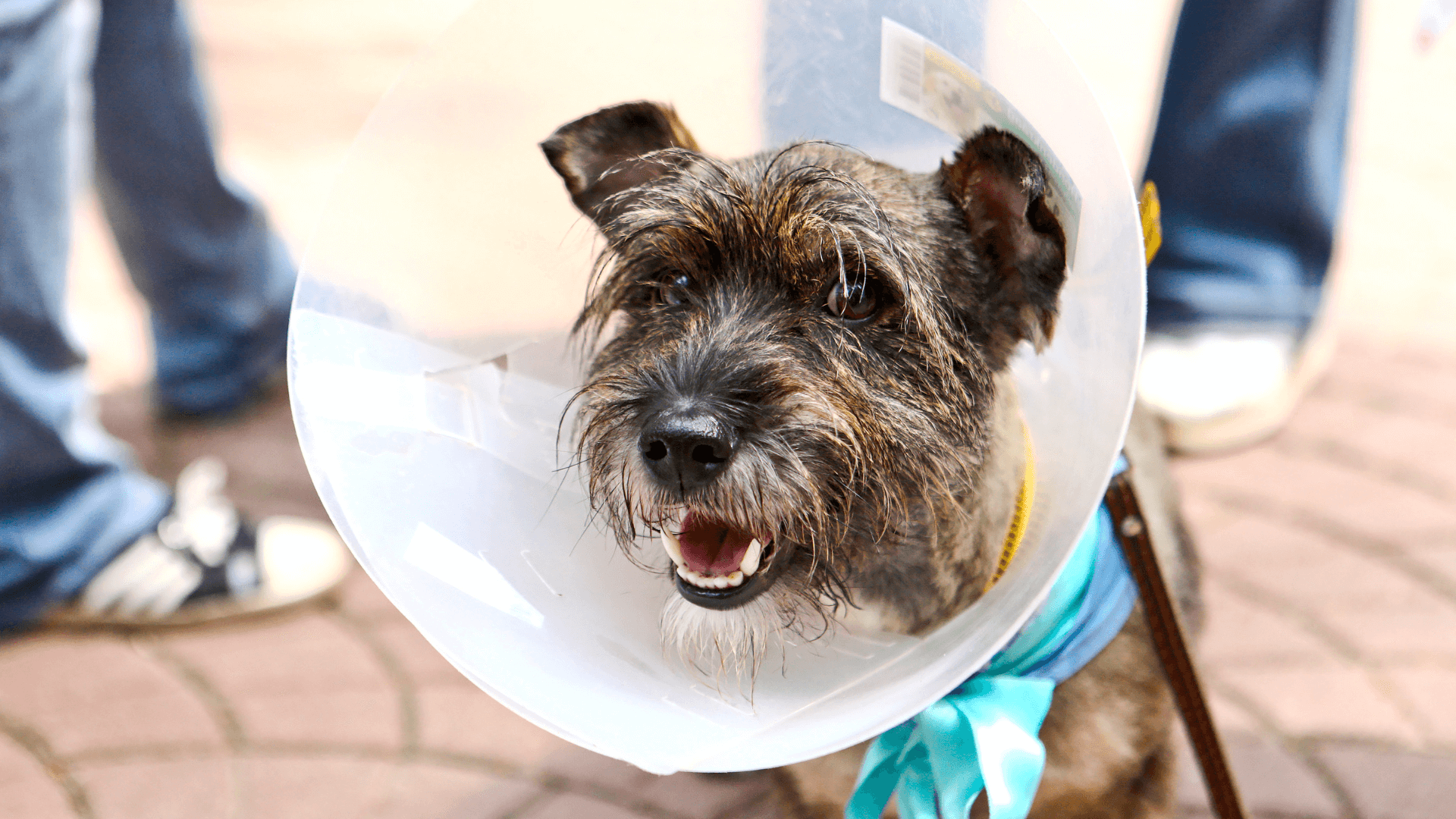 dog in a cone on leash<br />
