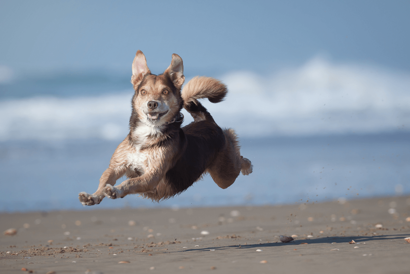 dog on beach<br />
