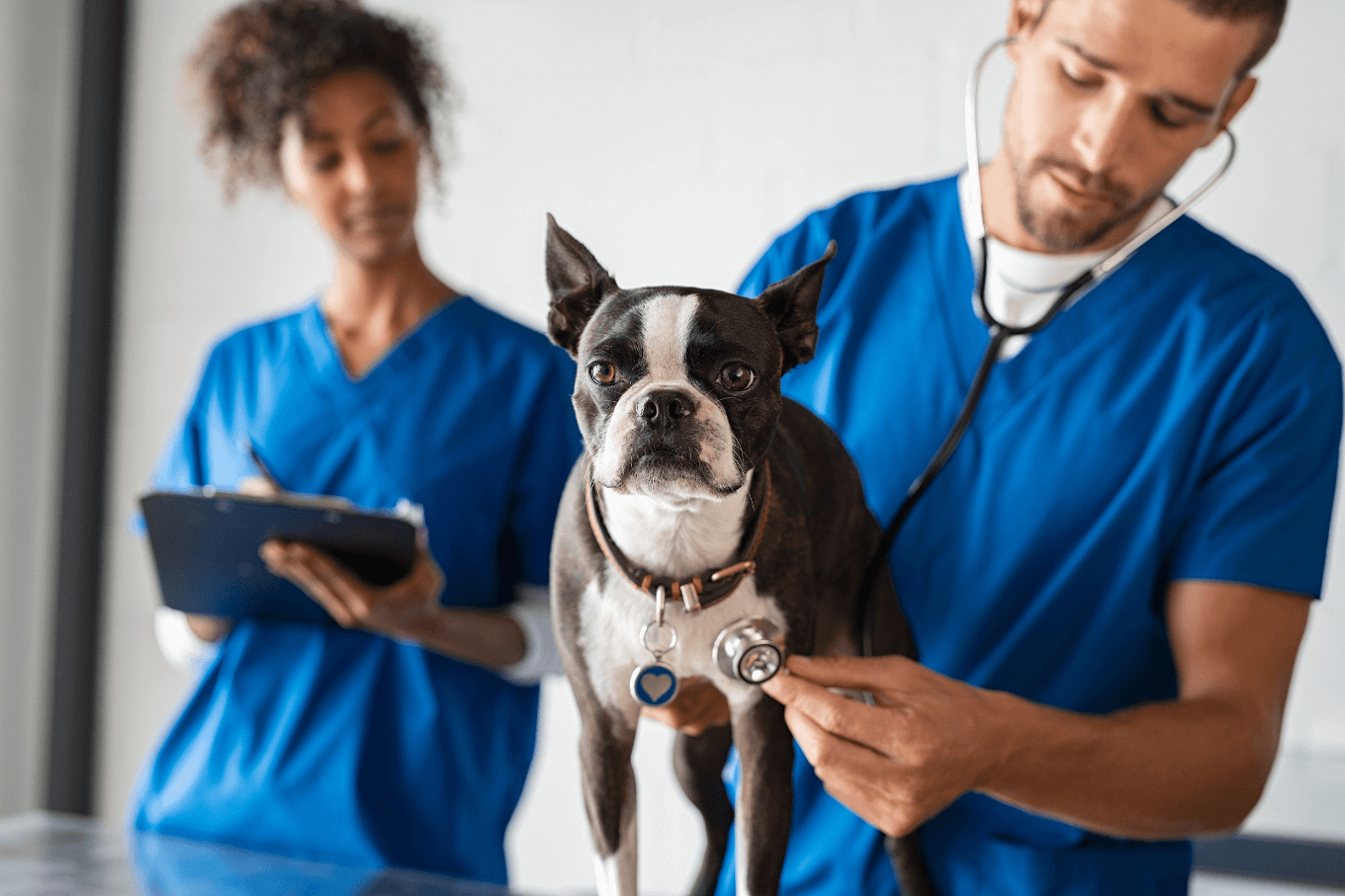 doctor with dogs<br />
